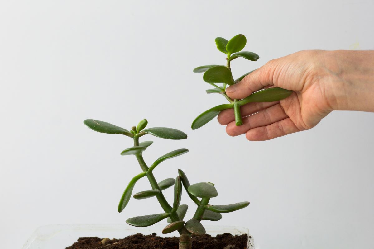 Cómo Propagar Una Planta De Jade A Partir De Un Esqueje De Tallo O Una Hoja Cómo Propagar Una Planta De Jade A Partir De Un Esqueje De Tallo O Una Hoja